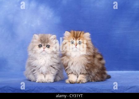 Chaton persan Banque D'Images