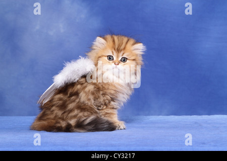 Chaton persan Banque D'Images