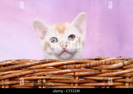 Chaton birman Banque D'Images