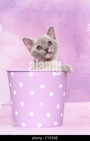 Chaton birman Banque D'Images