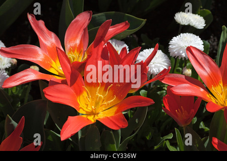 Tulipes rouges et orange marguerites blanches Banque D'Images