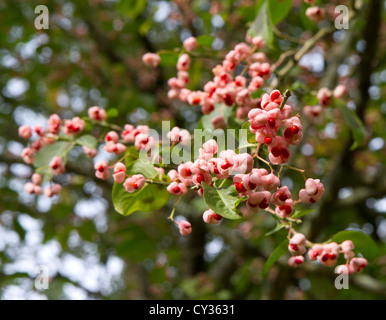 Euonymus Hamiltonianus aussi connu sous le nom de fruits de l'arbre de fusée chinoise Banque D'Images