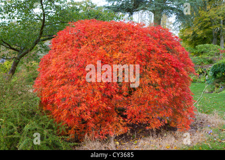 Pazmatum Acer tree autrement connu sous le nom de l'érable japonais Banque D'Images