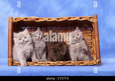 chaton Banque D'Images