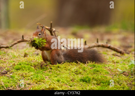 L'Écureuil roux (Sciurus vulgaris) photographié à Formby Woods, le Merseyside Banque D'Images