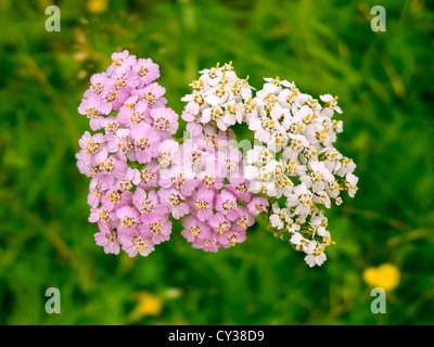 Blanc et rose unique d'achillée mille-feuille sur champ vert Banque D'Images