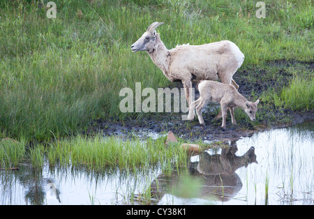 Mouflons dans le Parc National des Montagnes Rocheuses, au Colorado. Banque D'Images