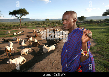 Dans Kenyafarming tribu Maasai, ferme, agriculture, chèvre, chèvre, mouton, animal, troupeau, Herder, l'élevage Banque D'Images