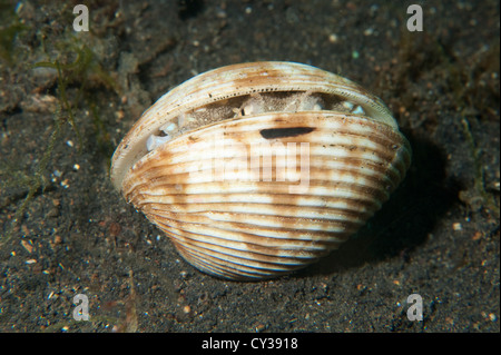 Un poulpe de coco se cache dans un shell dans le Détroit de Lembeh, au nord de Sulawesi. Banque D'Images