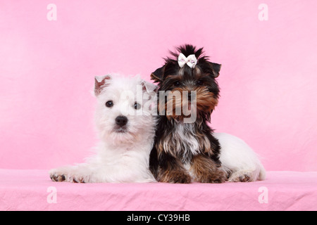 West Highland White Terrier Yorkshire Terrier et chiot Banque D'Images