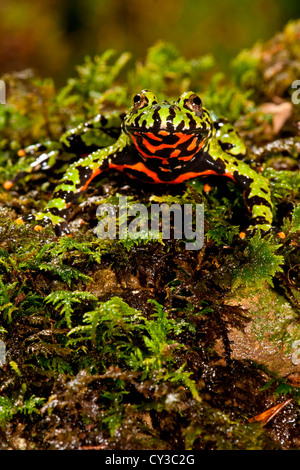 Fire Belly Toad Bombina orientalis originaire de Corée et de la Chine NE Banque D'Images