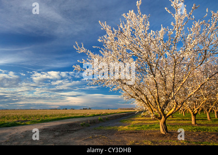 La présence d'amandiers dans la Sacramento Valley de Californie du nord en fleur. Banque D'Images