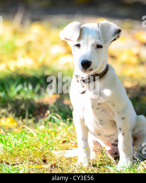 Portrait de chien petit mignon Banque D'Images