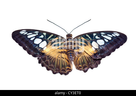 Papillon en marron, vert, jaune, blanc, isolé sur fond blanc Banque D'Images