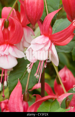 Fuchsia 'Springtime' Banque D'Images