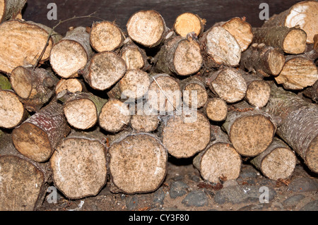 pile de bois montrant les extrémités des grumes Banque D'Images