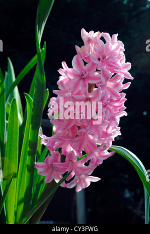 Fleurs de la jacinthe (Hyacinthus orientalis 'Anna Marie') Banque D'Images