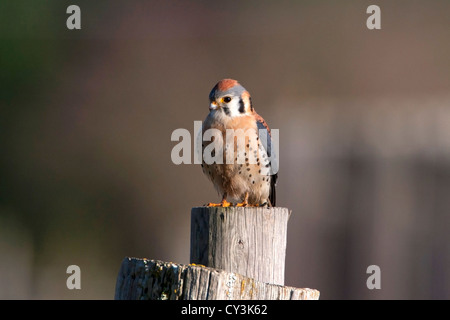 Crécerelle d'Amérique (Falco sparverius) mâle perché sur un post alors que la chasse au Cedar, l'île de Vancouver, BC, Canada en mars Banque D'Images