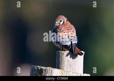 Crécerelle d'Amérique (Falco sparverius) mâle perché sur un post alors que la chasse au Cedar, l'île de Vancouver, BC, Canada en mars Banque D'Images