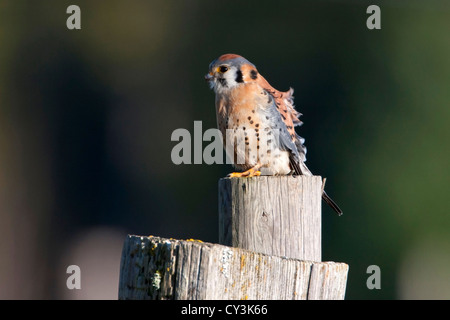 Crécerelle d'Amérique (Falco sparverius) mâle perché sur un post alors que la chasse au Cedar, l'île de Vancouver, BC, Canada en mars Banque D'Images