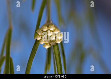 Waxplant, Smalbladig porslinsblomma (Hoya linearis) Banque D'Images