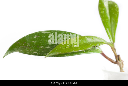 'Argent' Waxplant, Porslinsblomma (Hoya pubicalyx) Banque D'Images