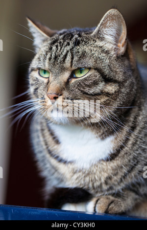 Chat tigré gris Banque D'Images