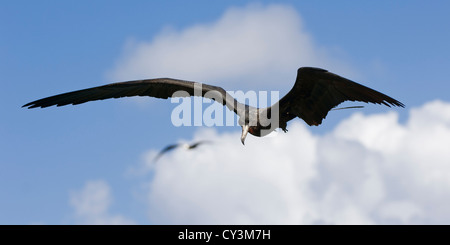 Frégate superbe (Fregata magnificens), Fernando de Noronha, Brésil Banque D'Images