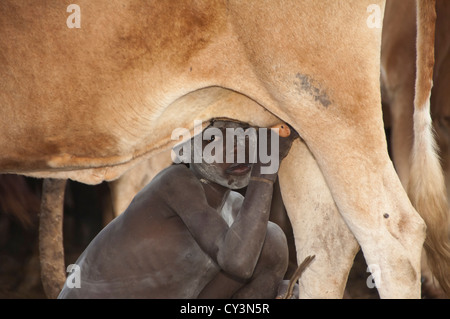 Surma boy boire du lait de la mamelle de la vache, de la vallée de la rivière Omo, en Ethiopie Banque D'Images