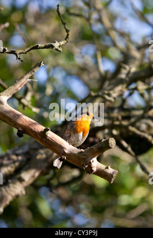European robin perché sur une branche, London, England, UK Banque D'Images