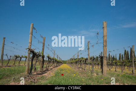 Vignoble italien avant le printemps, avec la renoncule jaune entre les rangées et une seule feuille rouge en premier plan. Banque D'Images