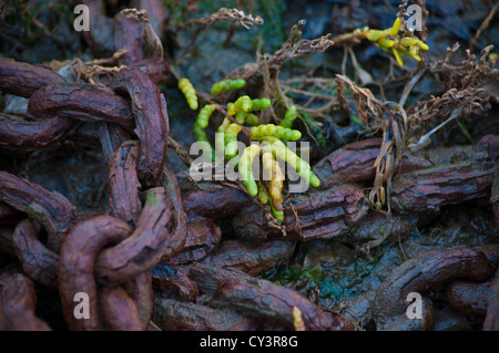 "Samphire Norfolk sauvages alicornia europaea' Automne Banque D'Images