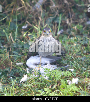 Femme blanche Accipiter nisus se nourrissant de Pigeon ramier Banque D'Images