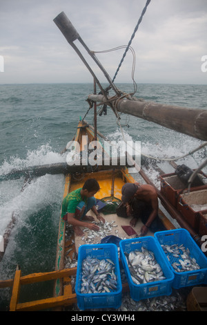 La pêche dans les Philippines. Joseph et Abelino trier le poisson sur le pont. Banque D'Images