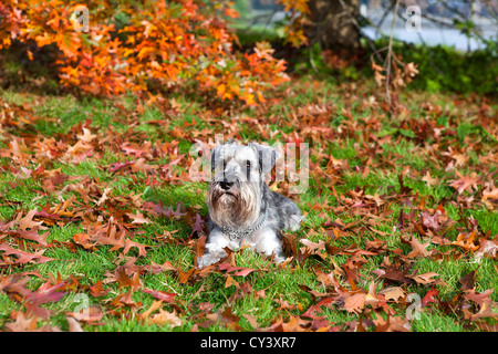 Mignon zwergschnauzer sur les feuilles tombées en automne Banque D'Images
