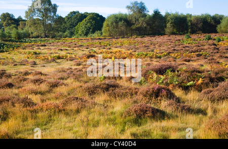 Paysage de lande de bruyère l'automne Sutton, Suffolk, Angleterre Banque D'Images