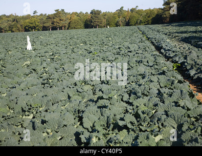 Chou Brassica plantes croissant dans la zone Sutton, Suffolk, Angleterre Banque D'Images