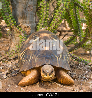 Tortue rayonnée (Astrochelys radiata), la réserve naturelle de Berenty, Madagascar Banque D'Images