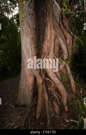 Cet arbre géant matai est envahi par de deux Rata des arbres près de la piste de Truman en Nouvelle-Zélande's Paparoa National Park. Banque D'Images