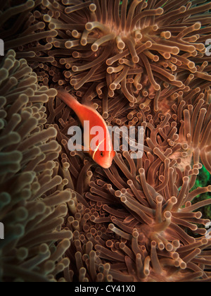 Clownfish Amphiprion Perideraion (rose) nager parmi les anémones sur la Grande Barrière de corail en Australie Banque D'Images