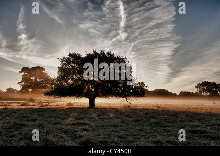 Le lever du soleil jusqu'au début de l'été matin nuage créé par l'ensemble de la rivière Darent champs proches moody sentiment brumeux des formes cachées Banque D'Images