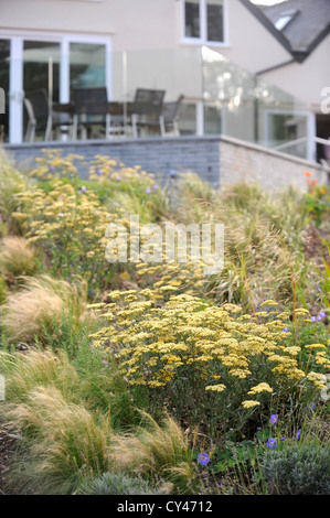 Une station jardin planté d'herbes tolérantes maritime et jaune Achillea lors d'une maison de vacances de luxe à proximité sur le Llyen Abersoch Banque D'Images