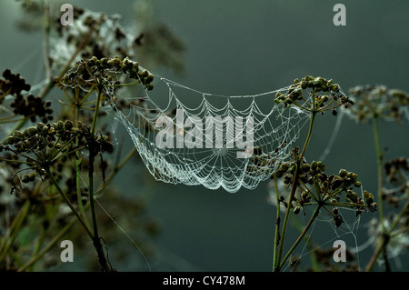 Orb Web couvert de la rosée à l'aube. Banque D'Images