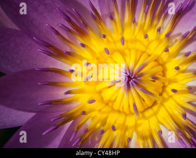 Le gros plan d'une lotus violet avec des pétales jaunes. Banque D'Images