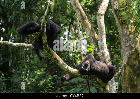 Les gorilles de montagne de détente sur un arbre dans la forêt impénétrable de Bwindi en Ouganda. Banque D'Images