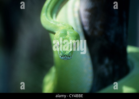 La faune, les reptiles, l'Australie, l'arbre vert Python. Banque D'Images