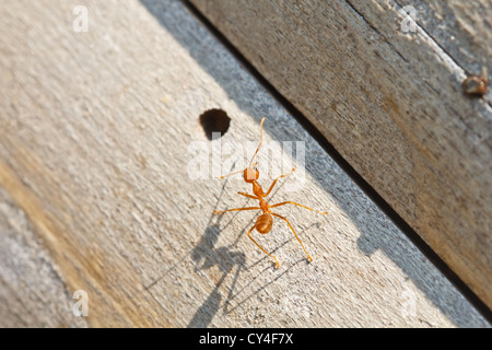 Bois sur pied sont ant Banque D'Images