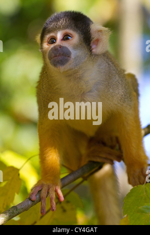 Close-up of a black-capped singe écureuil (Saimiri boliviensis) sur une branche Banque D'Images