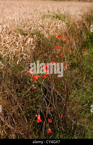 Coquelicots dans un champ de blé près de Pocklington maturation chez les Yorkshire Wolds East Yorkshire Angleterre Banque D'Images