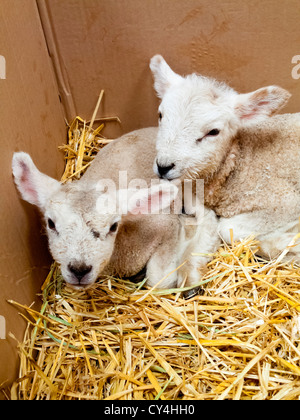 Nouveaux nés agneaux de printemps dans le foin dans une ferme dans le Derbyshire, Angleterre, Royaume-Uni Banque D'Images